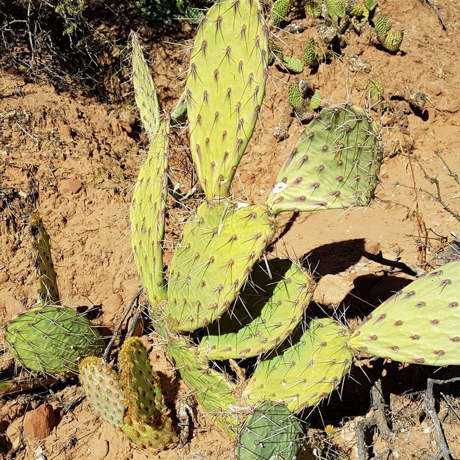 Kakteen am Wegesrand
