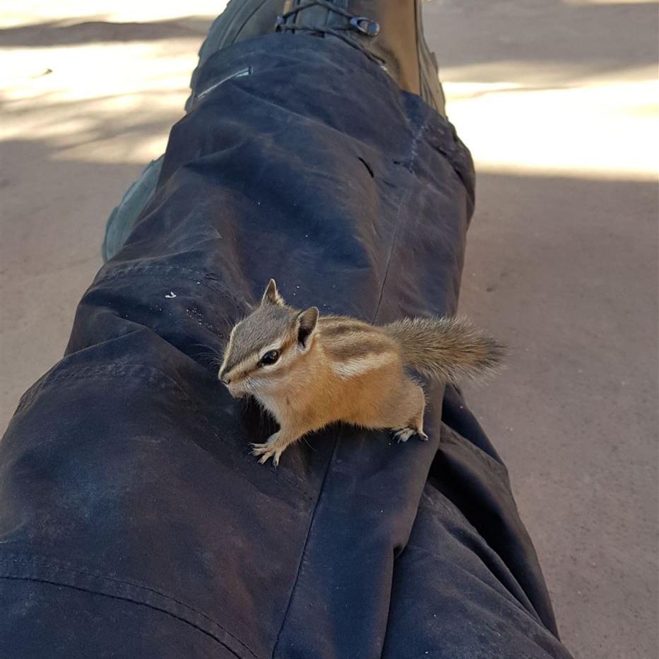 Freche Streifenhörnchen – Füttern verboten!