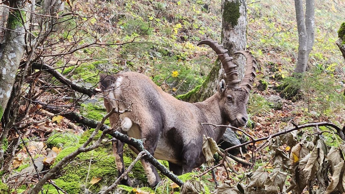 Steinbock kurz vor der Tutzinger Hütte