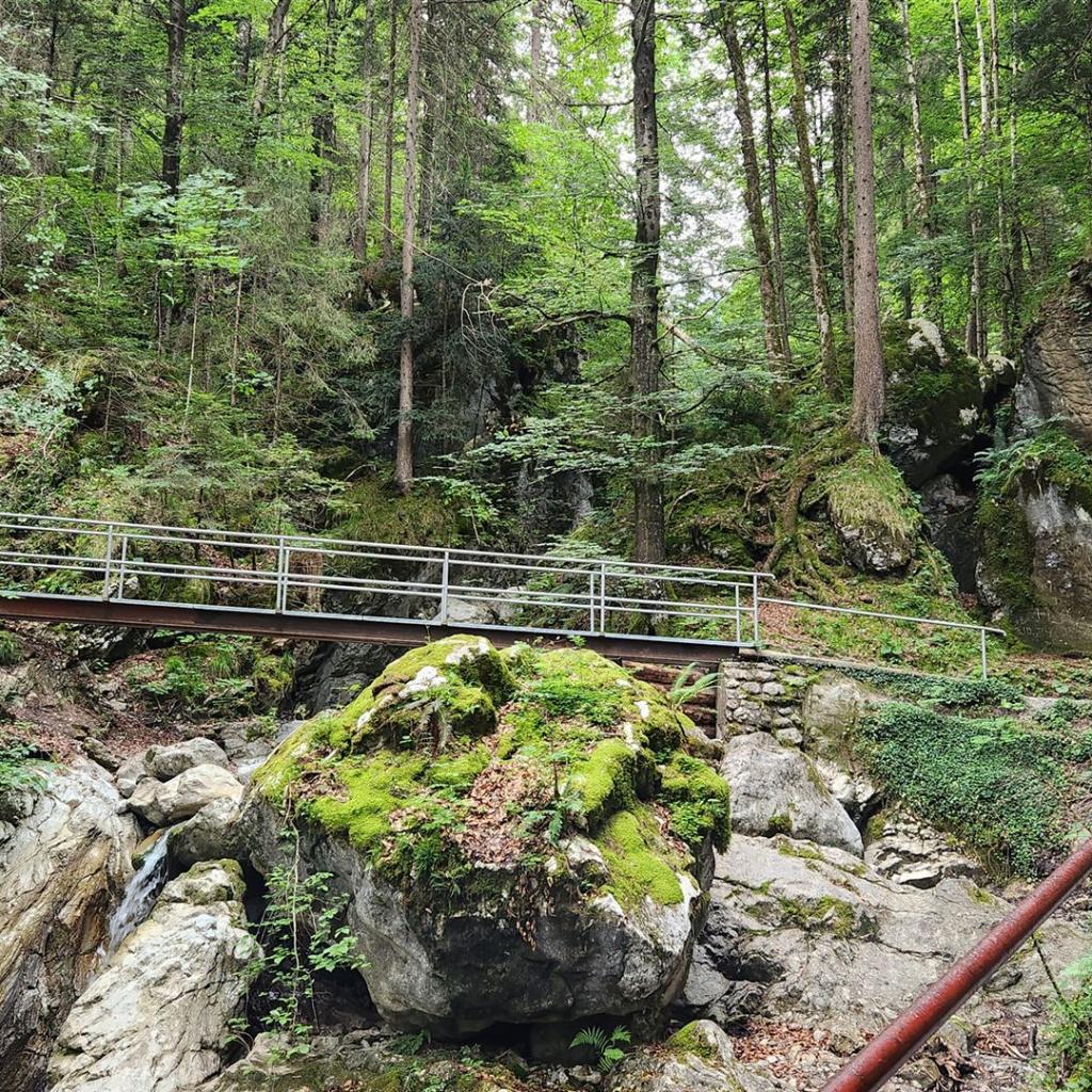 Verwunschener Eiszeiten-Wald