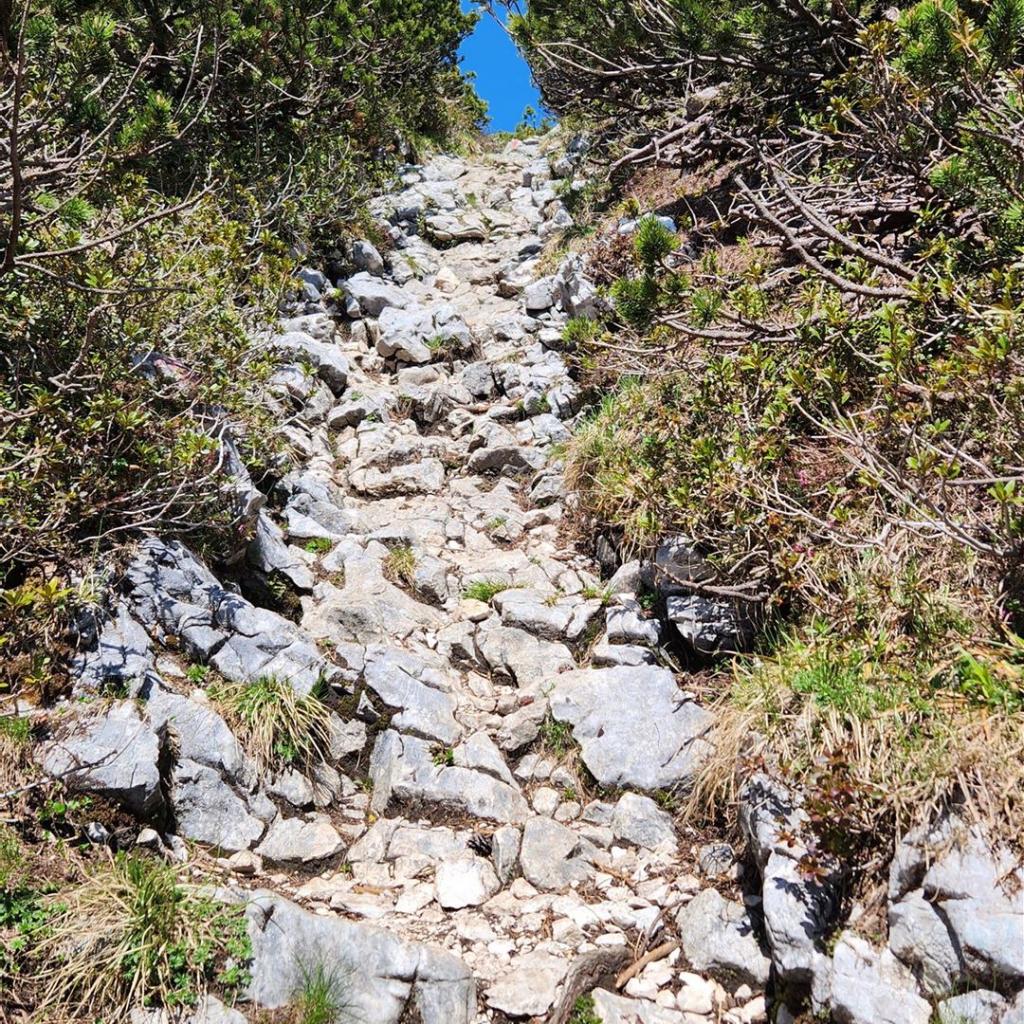 Markanter Pfad durch Latschengelände