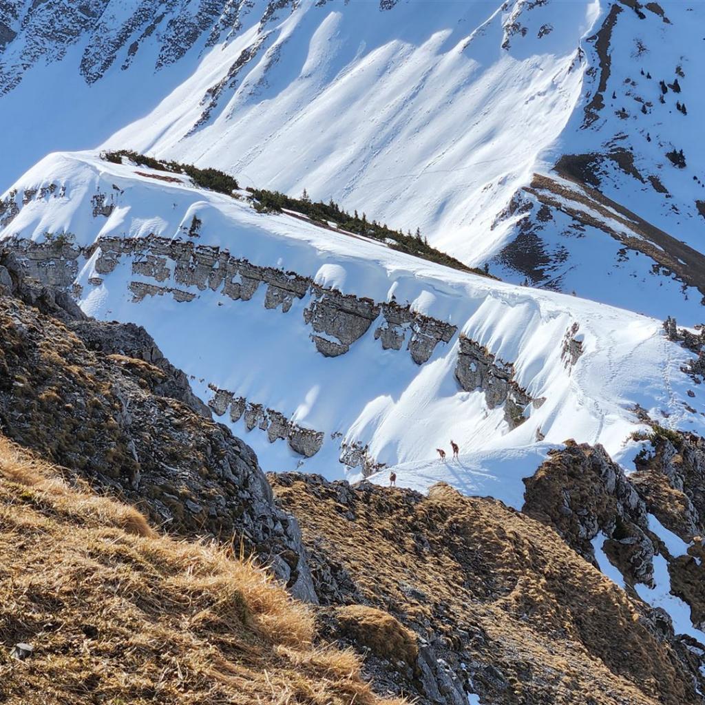 Entdeckst Du die drei Gämsen?