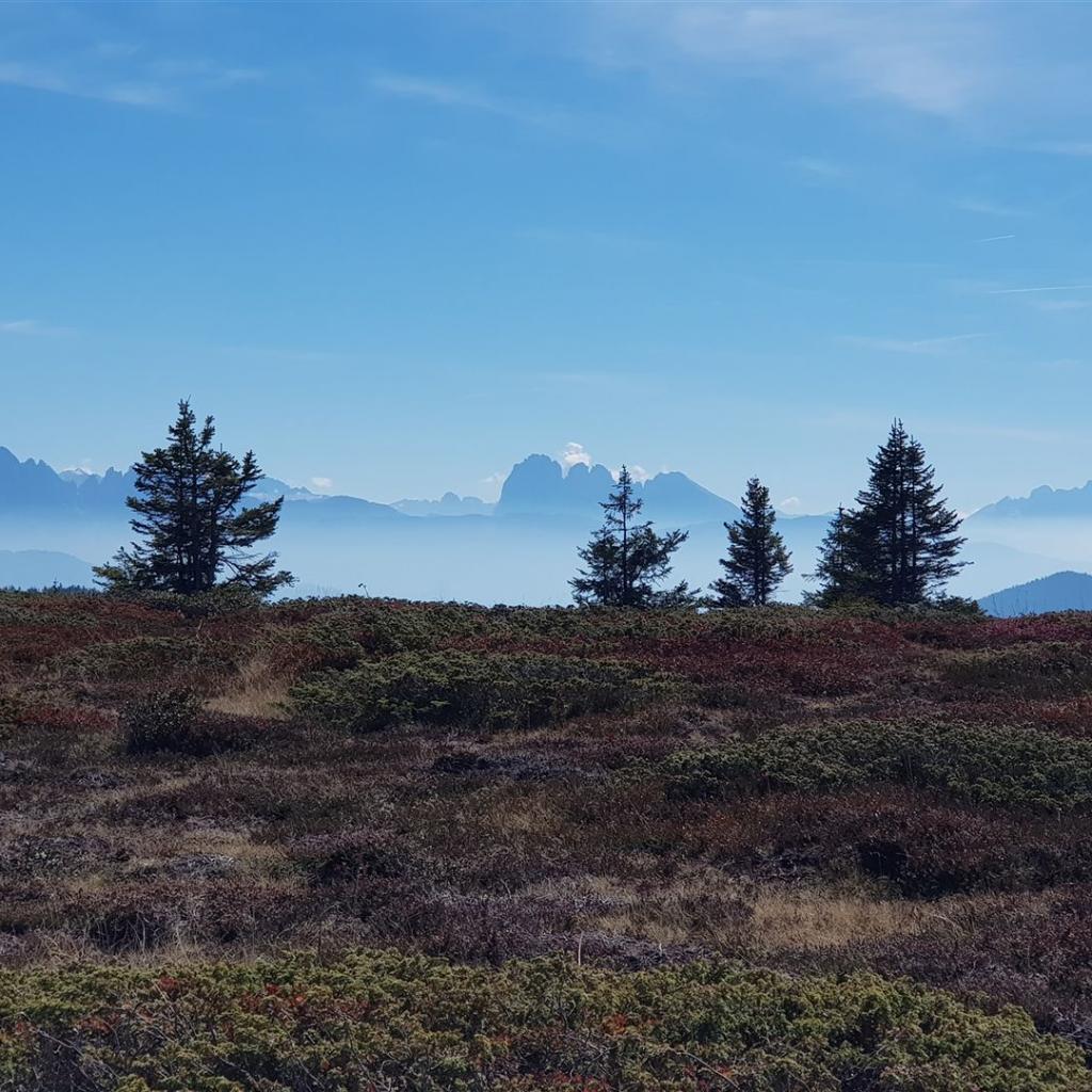 Dolomitenblick (2022)