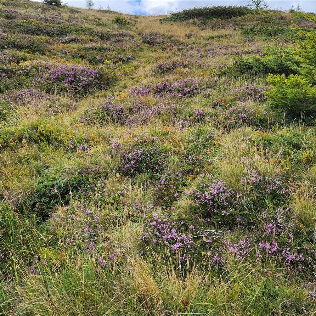 Unerwartet: Heidekraut