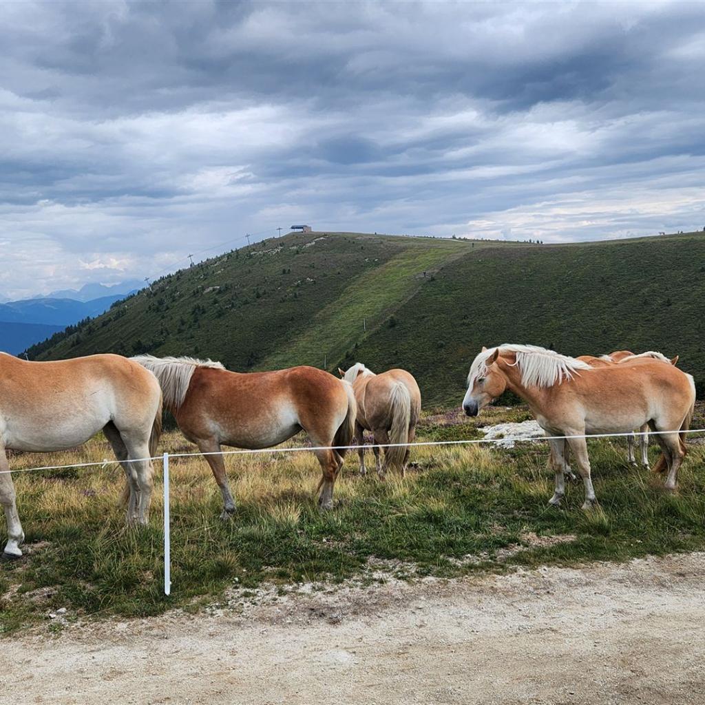Haflinger am Gipfelplateau