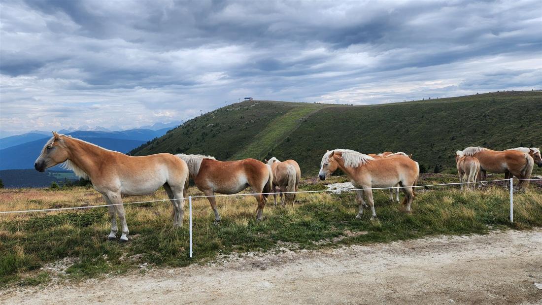 Haflinger am Gipfelplateau