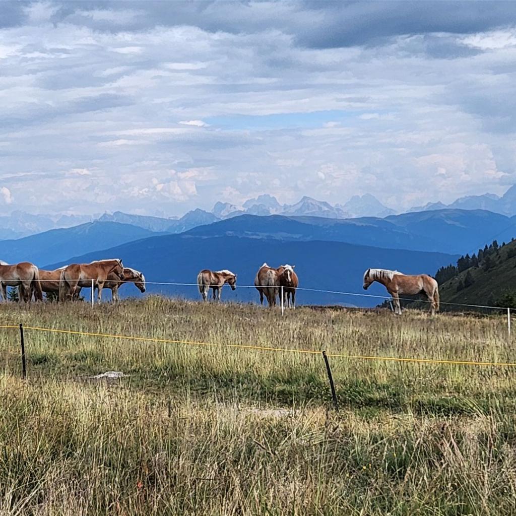 Haflinger vor den Sextener Dolomiten