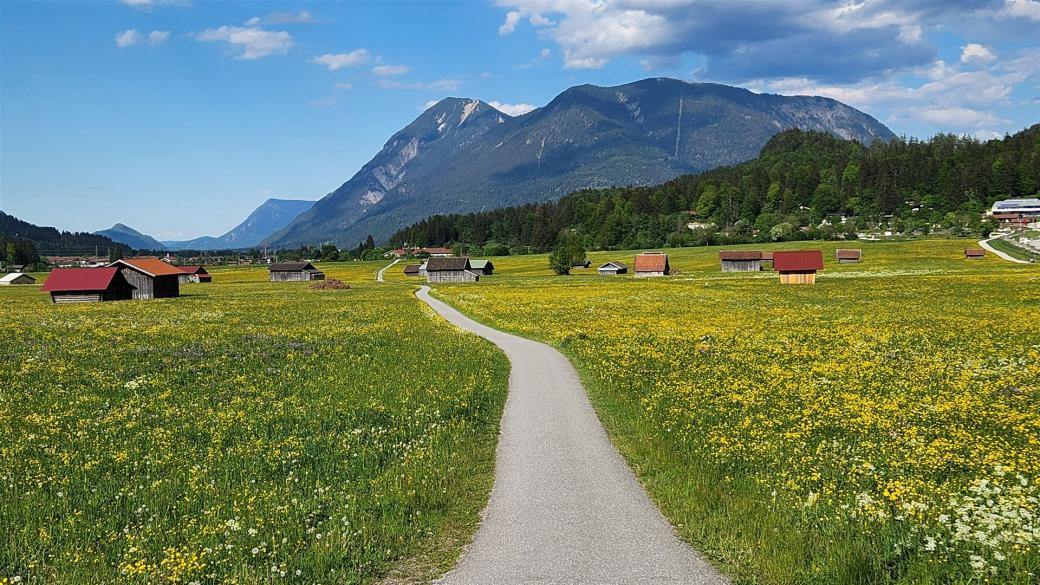 Butterblumen-Meer nach Garmisch