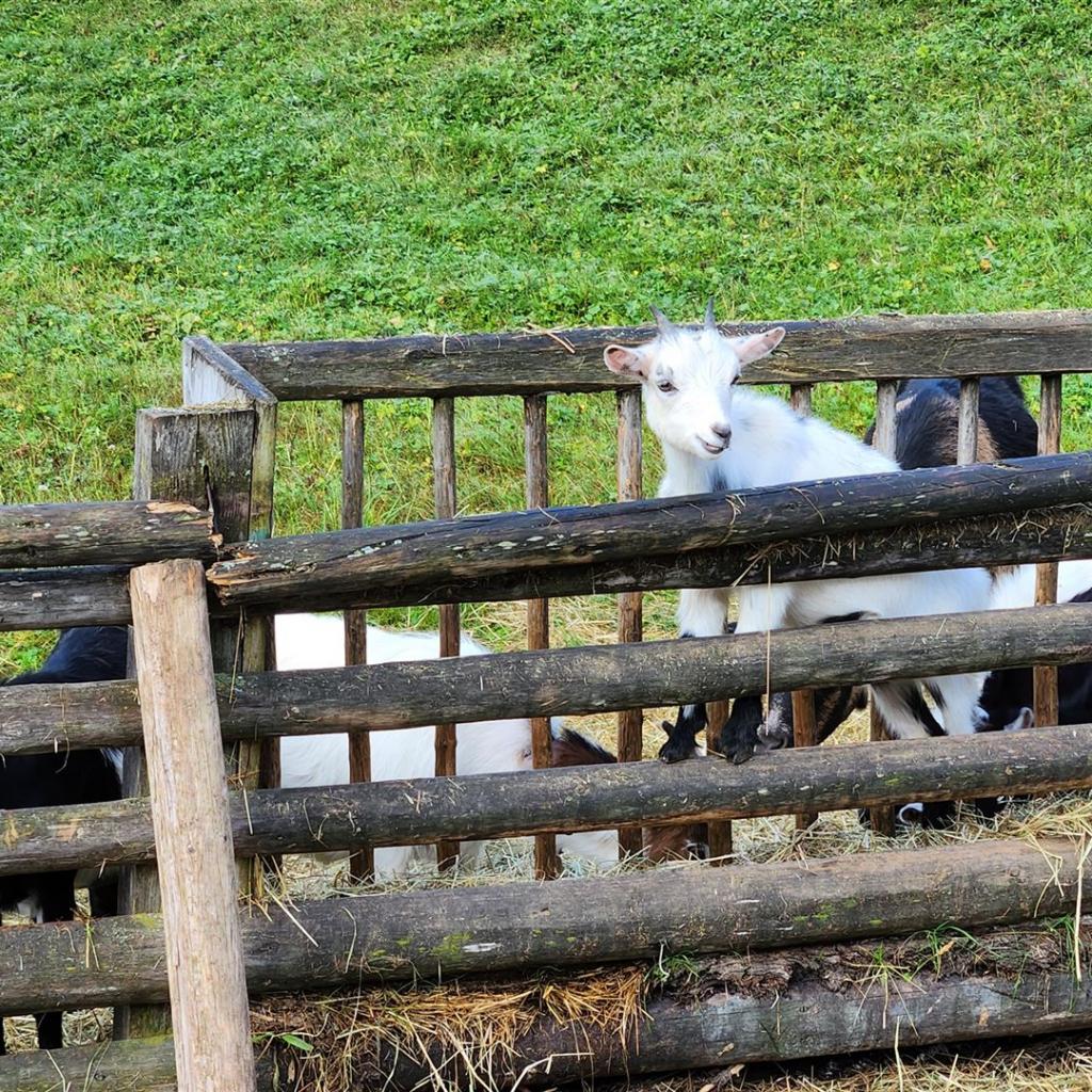 Junge Ziegen an der Eng Alm