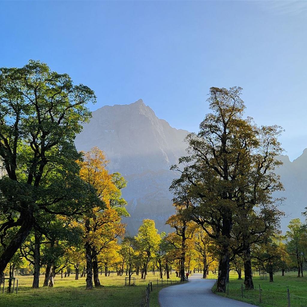 Der große Ahornboden