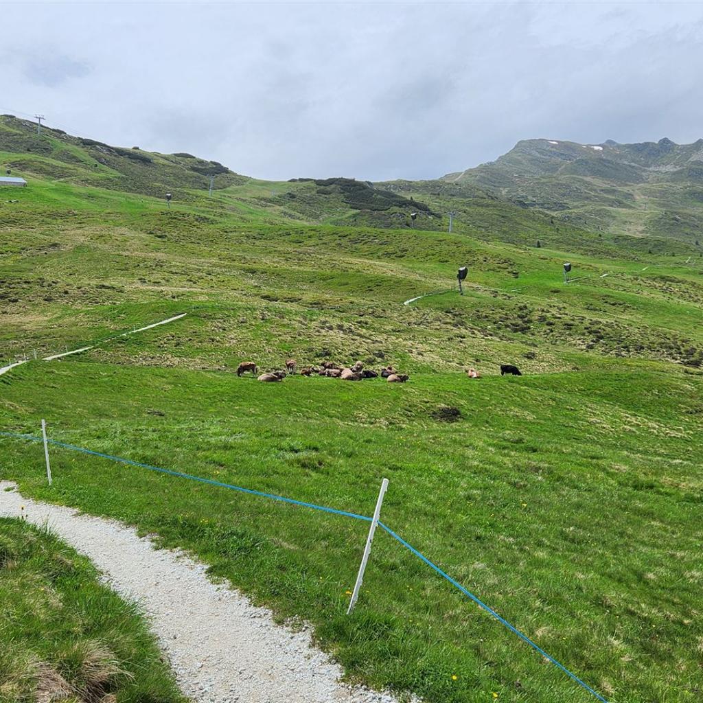 Leichter Trail zur Wasserfaller Alm