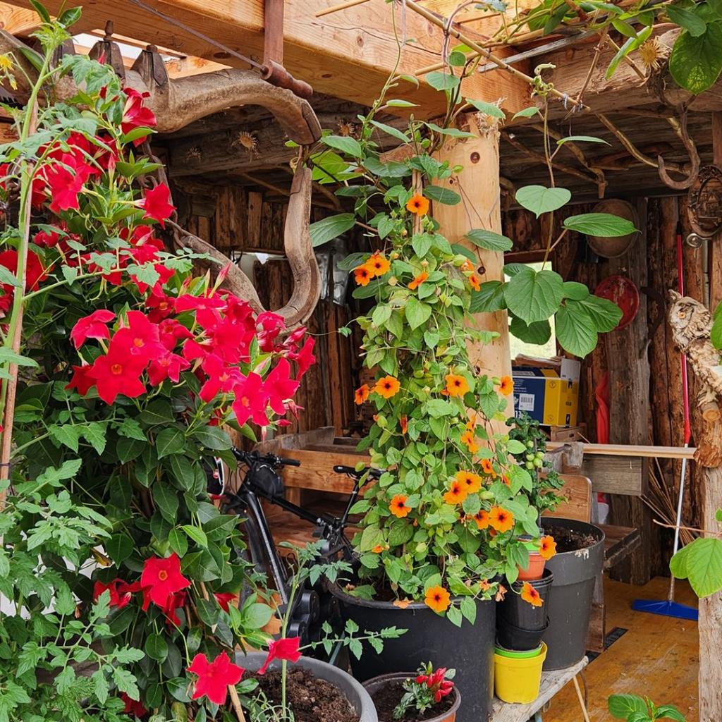 Blumenpracht in der Fleckner-Laube