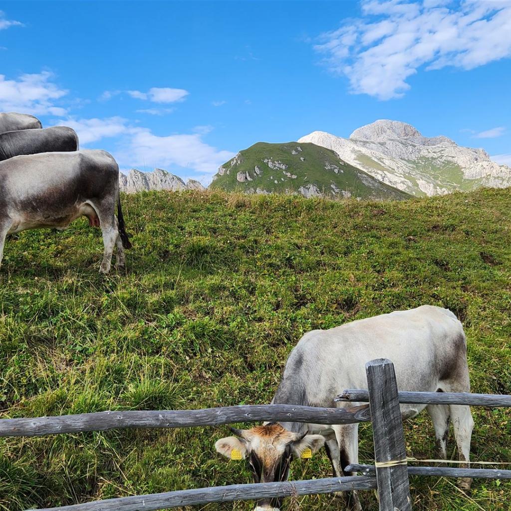 Kühe vor dem Peitlerkofel