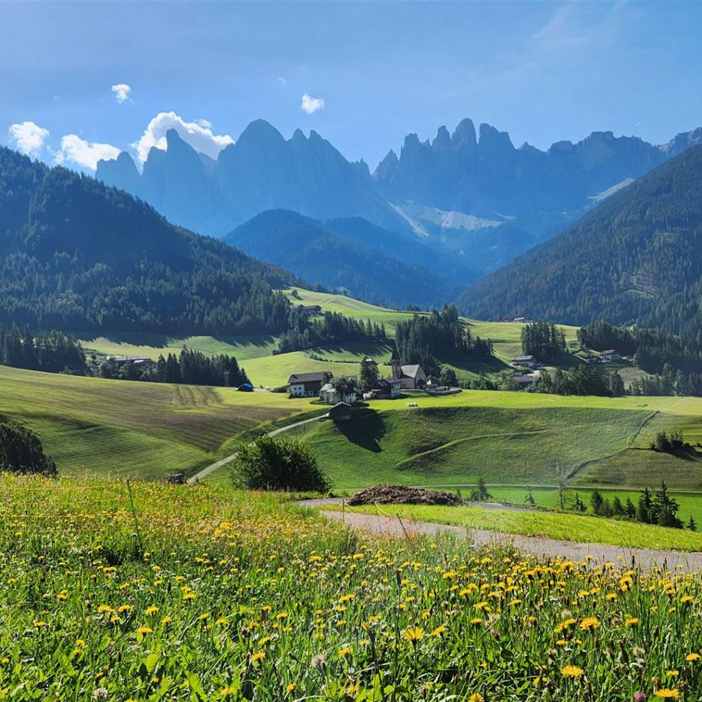 Blumenwiese mit Geisler-Blick