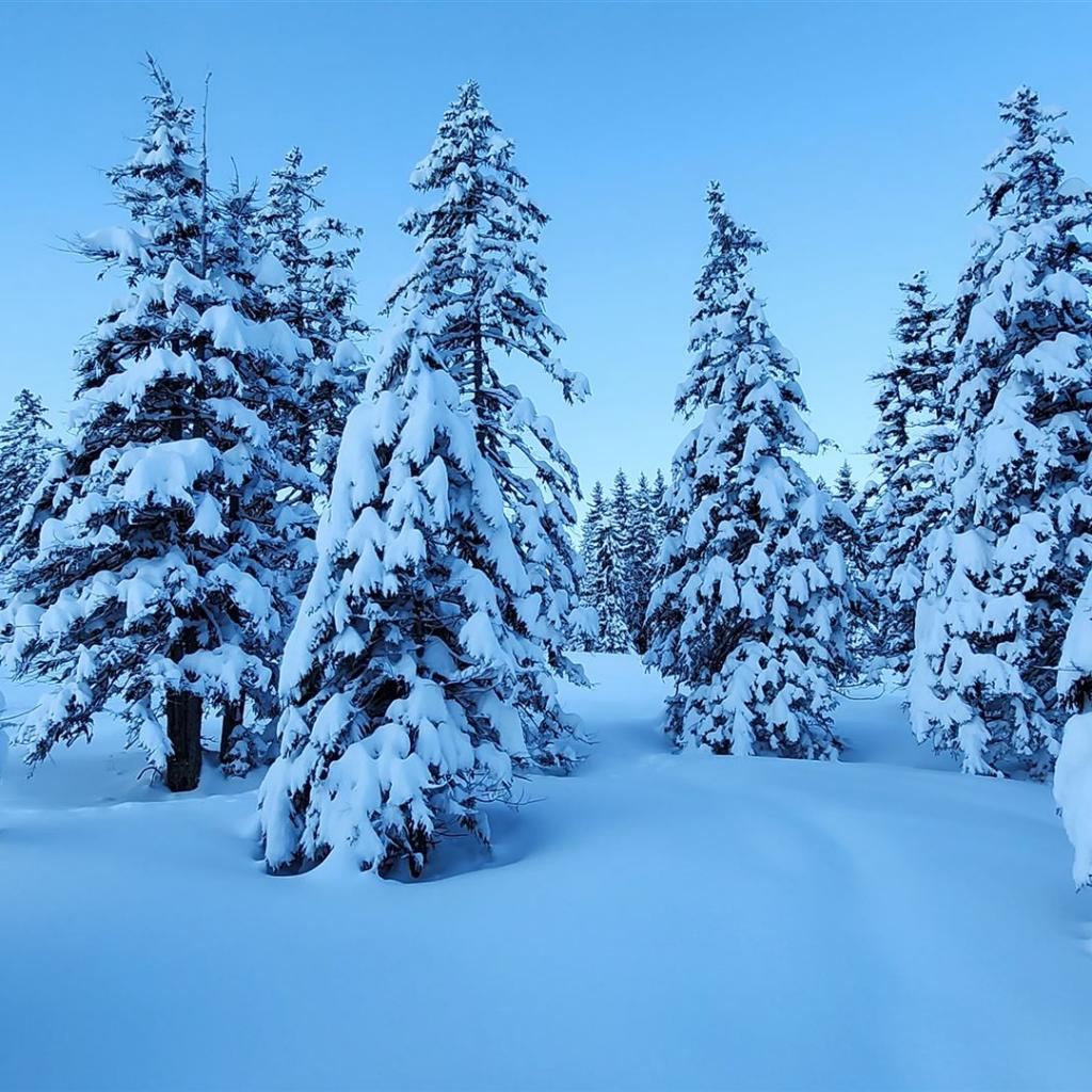 Winterwunderland neben der Piste