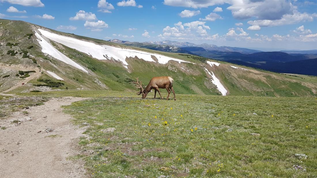 Hirsch an der Trail Ridge Road