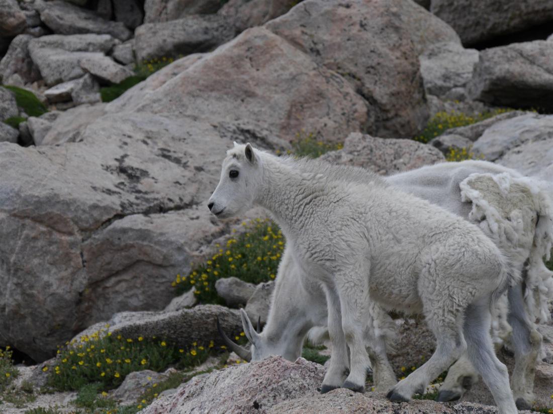 Weiße Bergziegen