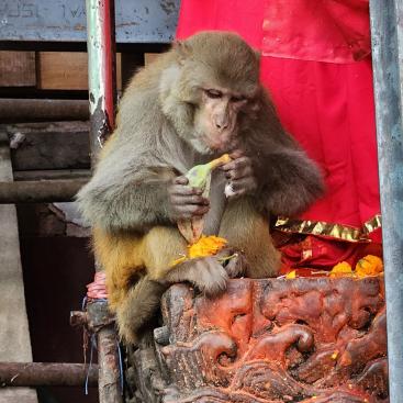 Rhesusaffe (Makake) in Kathmandu